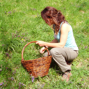 Les cueillettes d'Amélie produit des tisanes, hydrolats, gemmothérapie, huiles et baumes bio