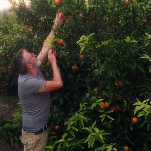Cueillette des oranges par Finca El Caro