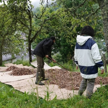 Paillage au jardin forêt avec Carladès en transition