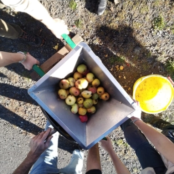 Valorisation des pommes du jardin forêt de Carladès en transition