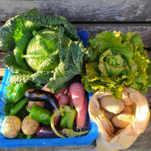 Les légumes du potager de Daisses dans le Cantal