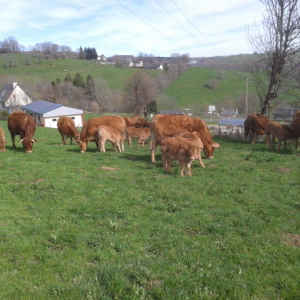 Les prés de la ferme Viandes de Montagne