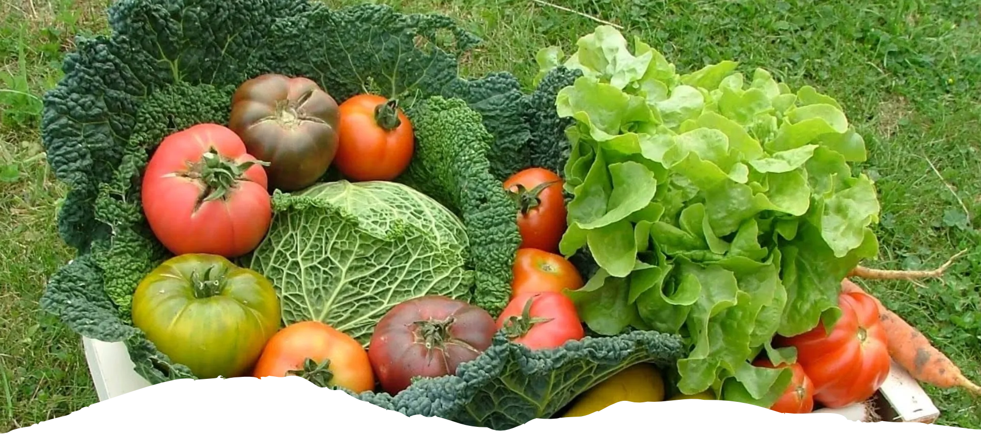 Un panier de légumes de l'AMAP du Carladès distribué à Vic-sur-Cère dans le Cantal