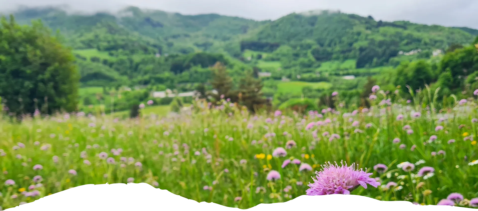 Vue depuis le jardin forêt de Thiézac