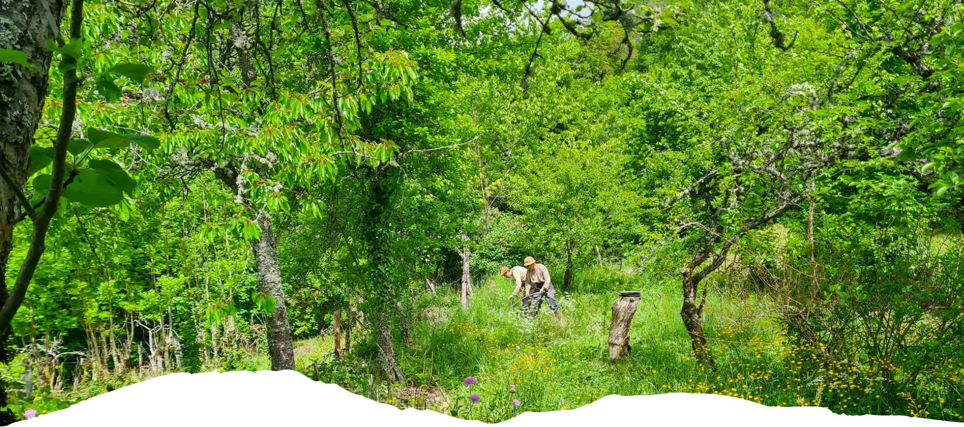 Les bénévoles de Carlades en transition qui prennent soin du Jardin-Forêt à Thiézac dans le Cantal